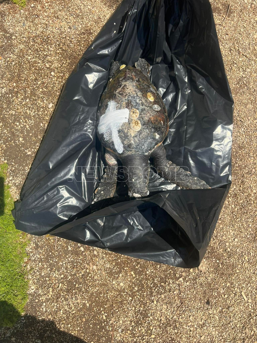 Νεκρή Χελώνα Άλιμος 