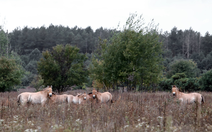 Chornobyl Exclusion Zone in Kyiv Region