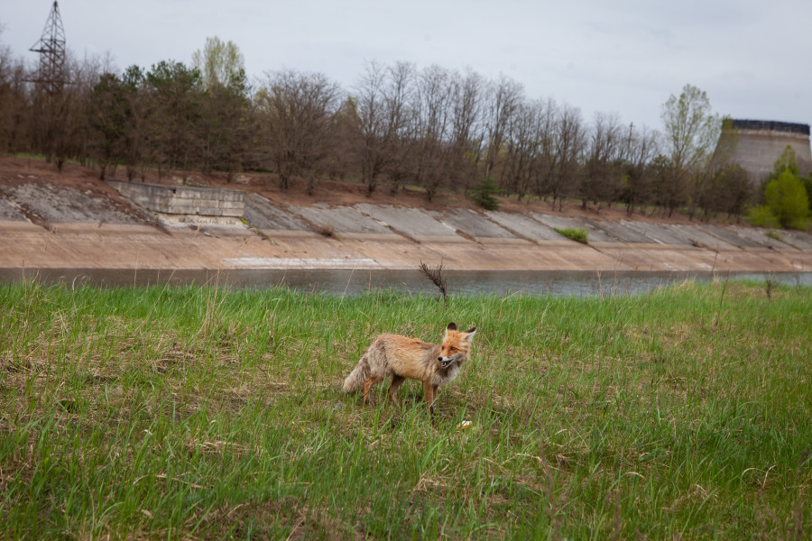 Anniversary Of The Chornobyl Disaster
