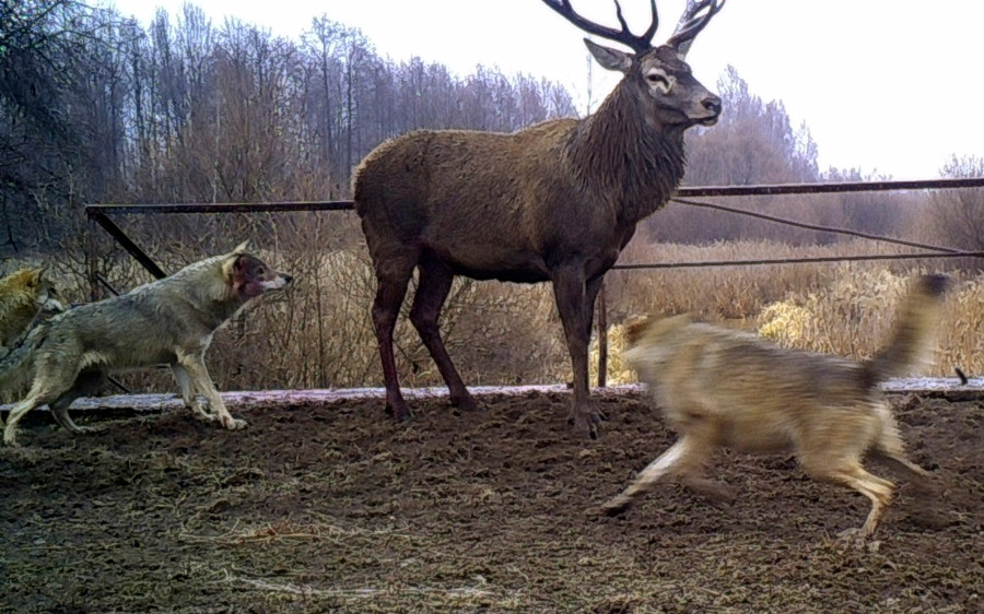 Ukraine Chernobyl Animals