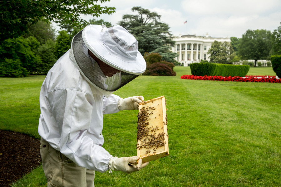 Μέλισσες - λευκός οίκος - 2015