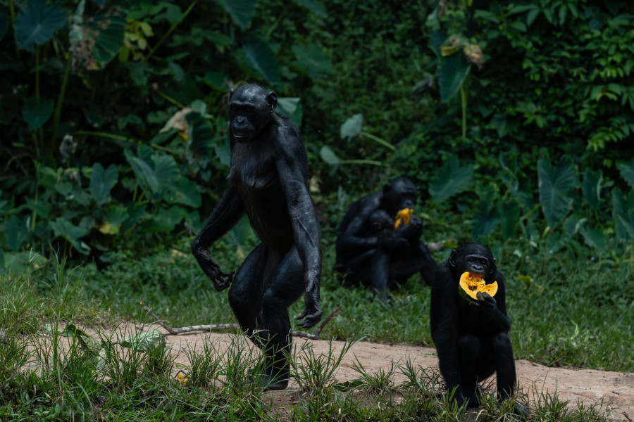 Congo Bonobo Conservation