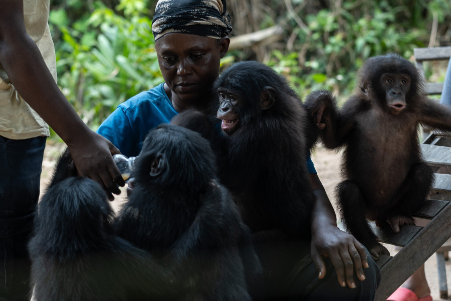 Congo Bonobo Conservation