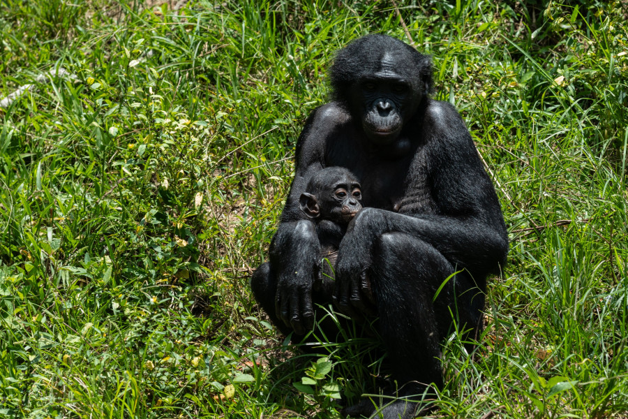Congo Bonobo Conservation