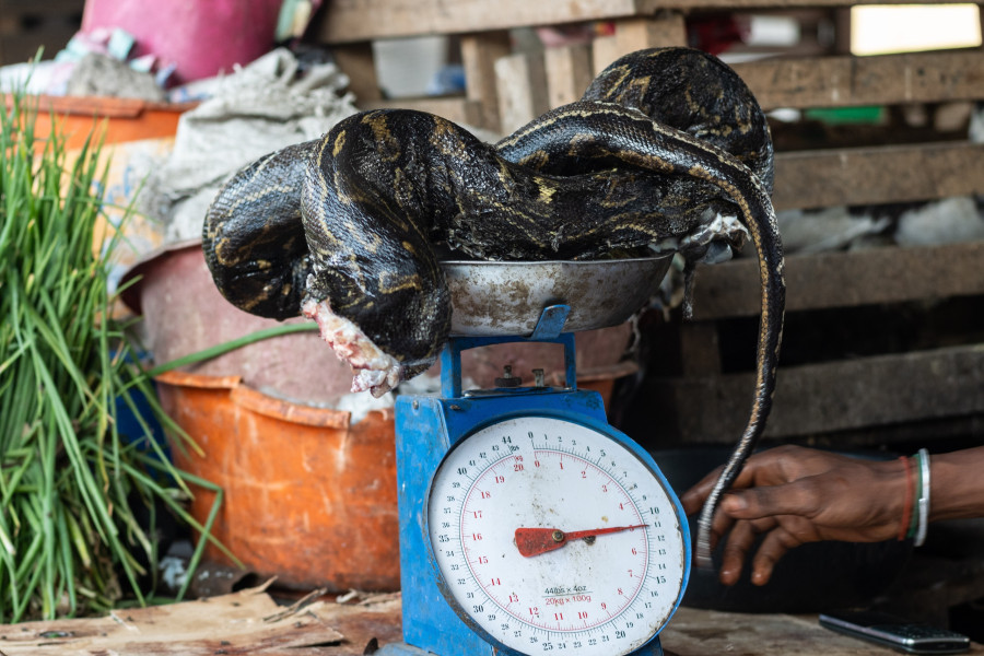 Congo Bonobo Conservation
