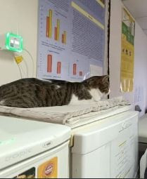 gatos-1.jpg