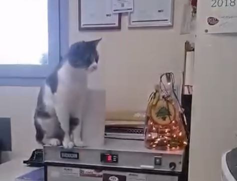 gatos-3.jpg