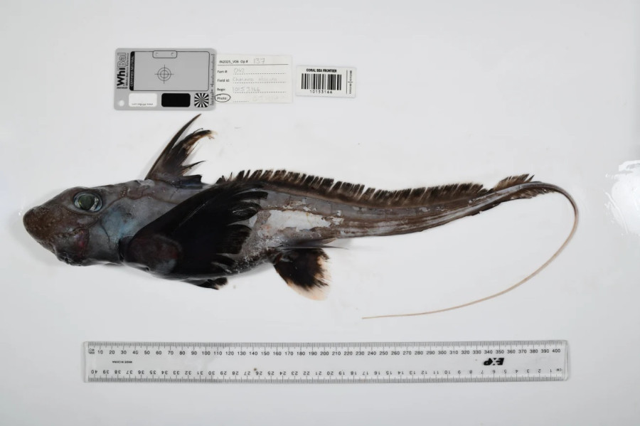 ghostshark.jpg
