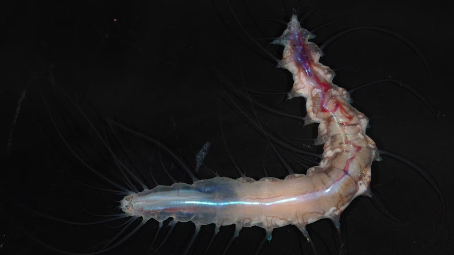glasscastleworm.jpg
