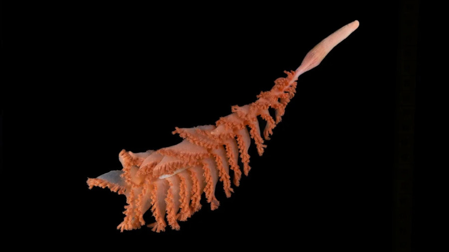 seapen.jpg