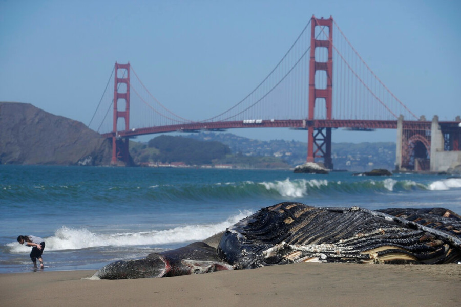 Dead Whale
