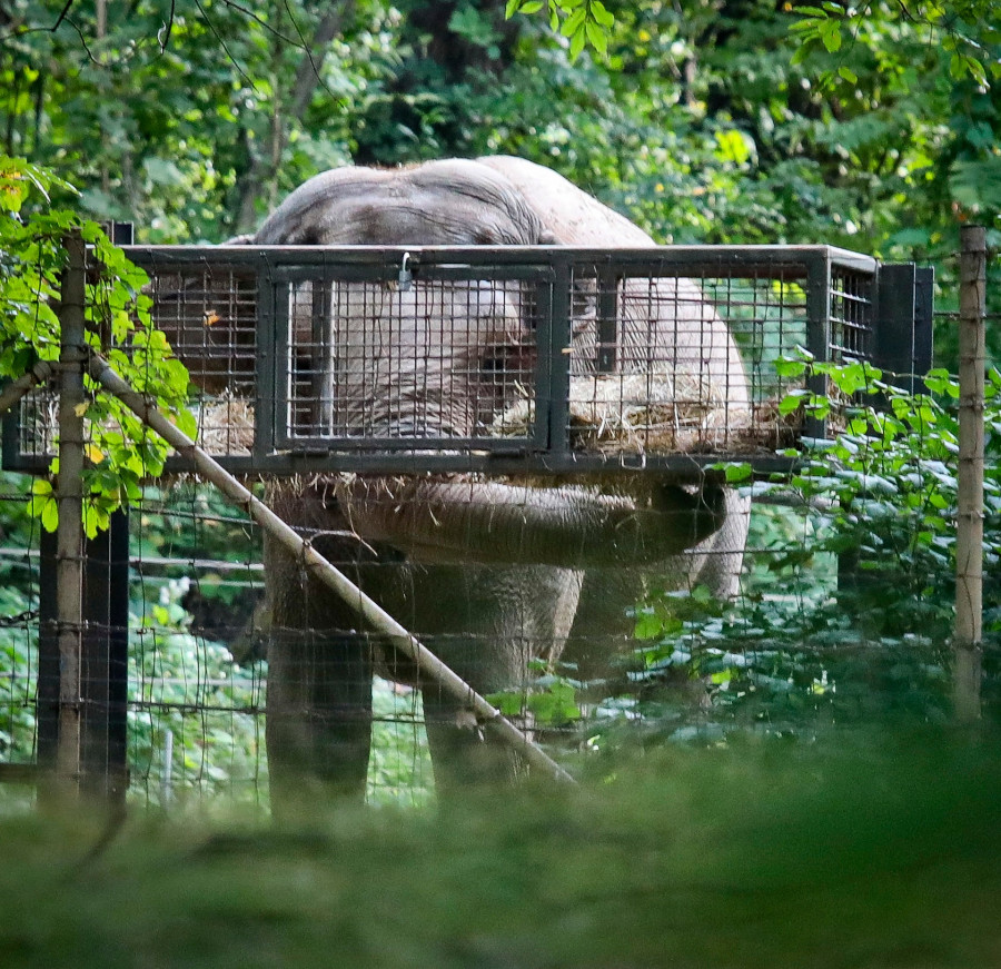 Bronx Zoo Elephant Lawsuit