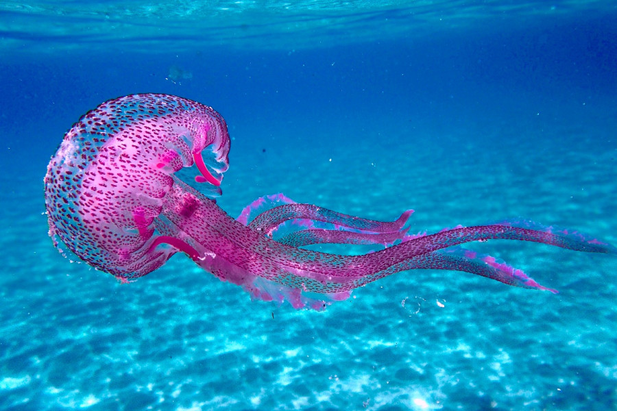 pelagia-noctiluca.jpg
