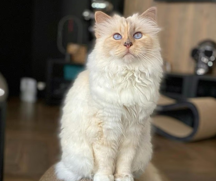 choupette.jpg