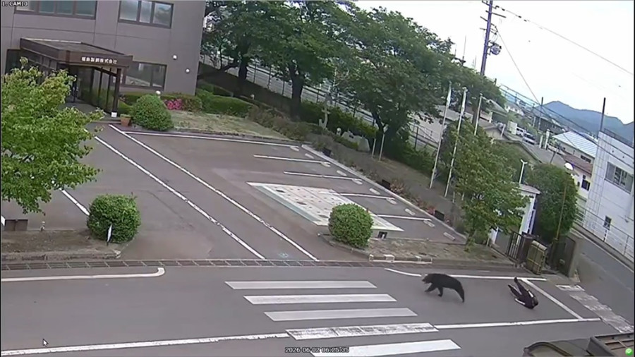 Japan Bear Attack
