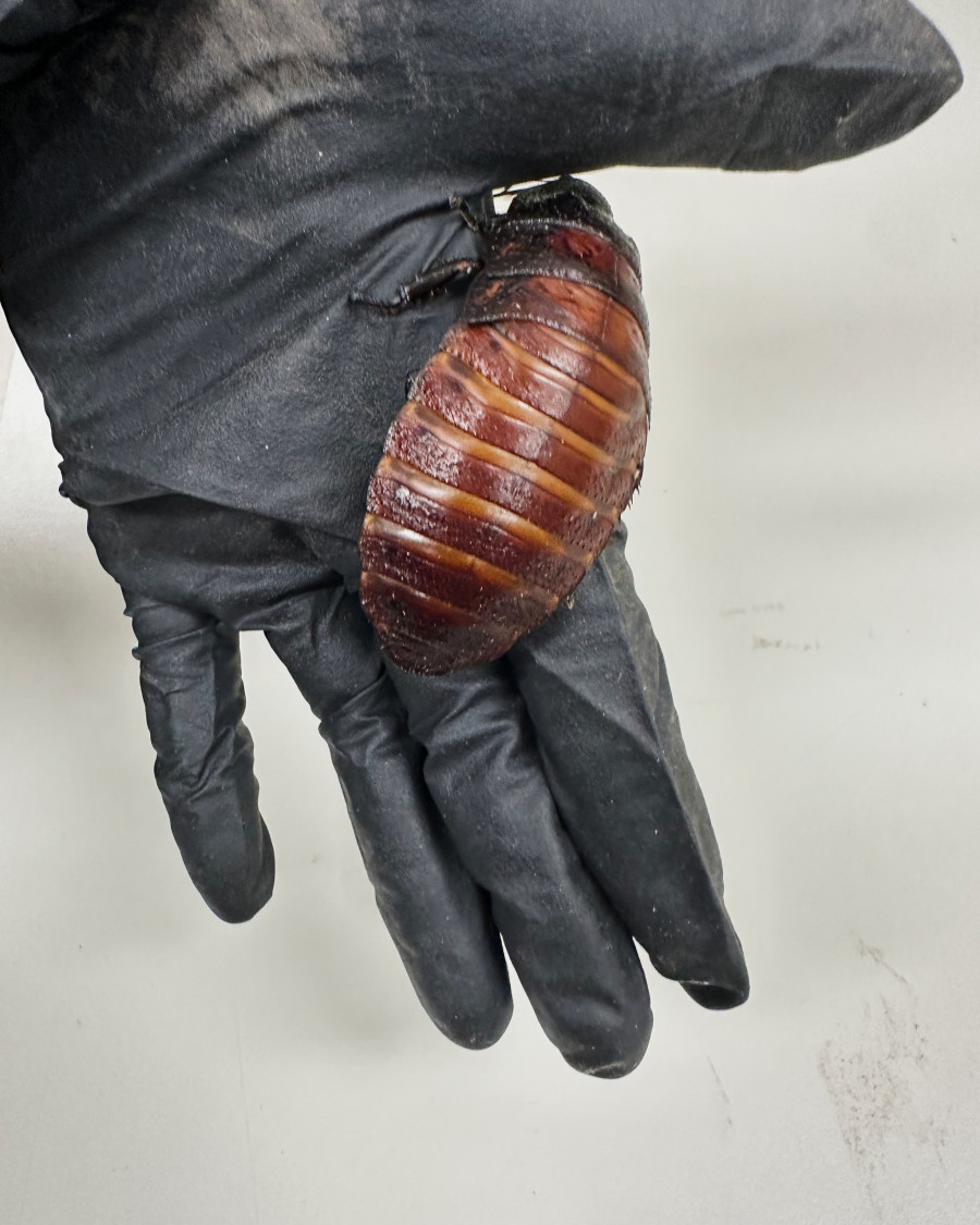 Australia Cockroaches Seized