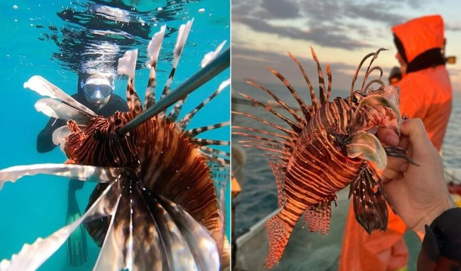 lionfish.jpg