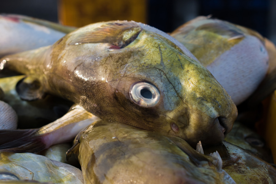 Smoothback Pufferfish (lagocephalus Inermis)