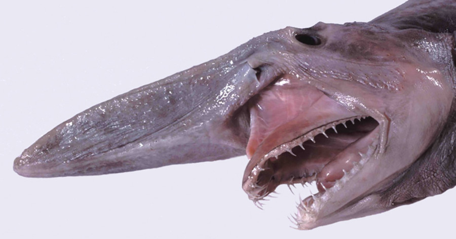 goblin-shark.jpg