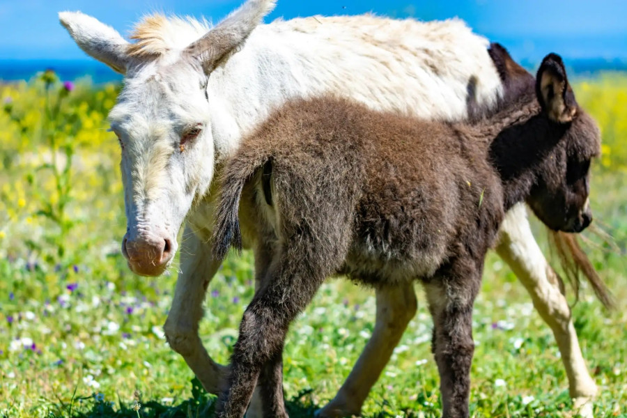 asinara-donekys.jpg