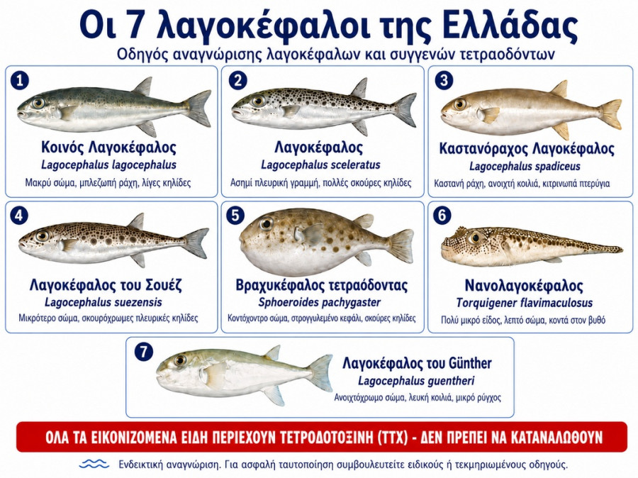 lagokefaloi-elladas-2orig.jpg