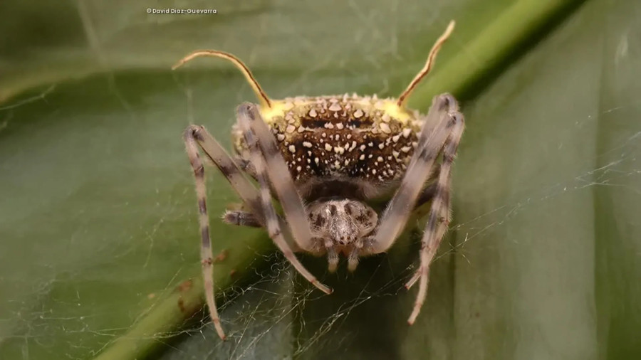 taczanowskia-waska-spider.jpg