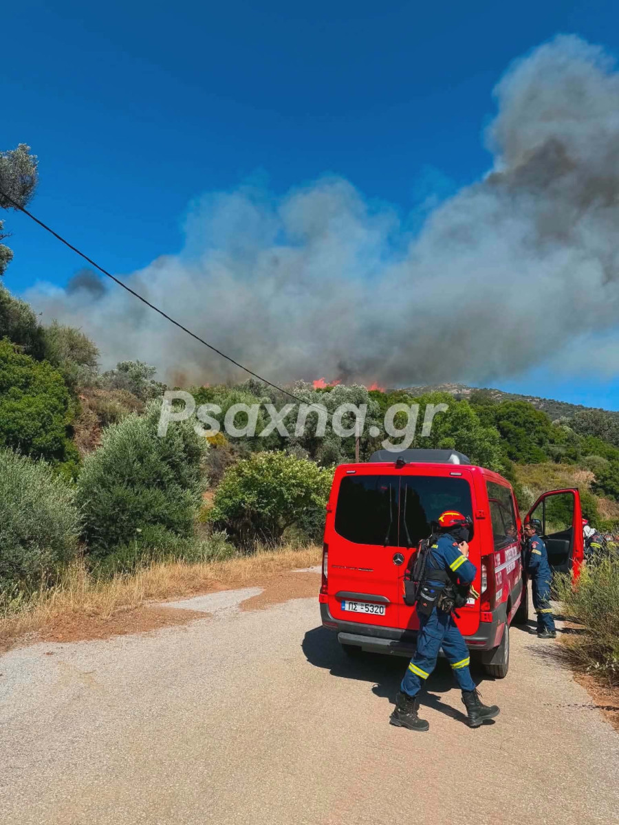 fotia2.jpg