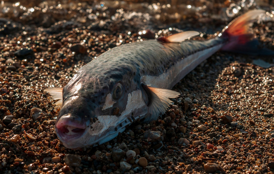 lagocephalus013.jpg