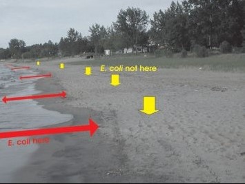 ecolibeachsand.jpg