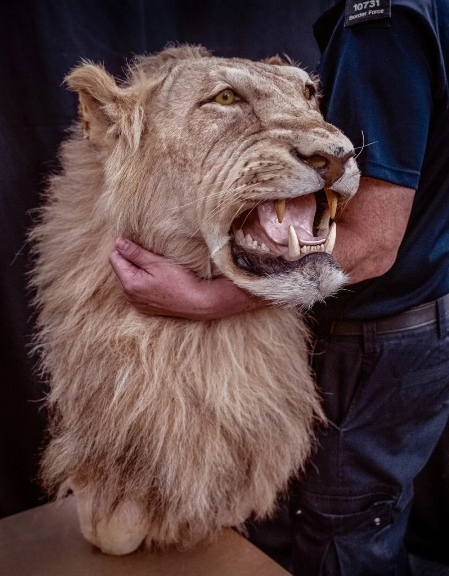 liontari.jpg