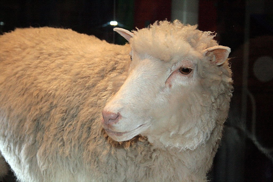 dollyfacecloseup.jpg