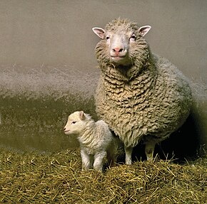 dollythesheepwithherfirstbornbonnie.jpg