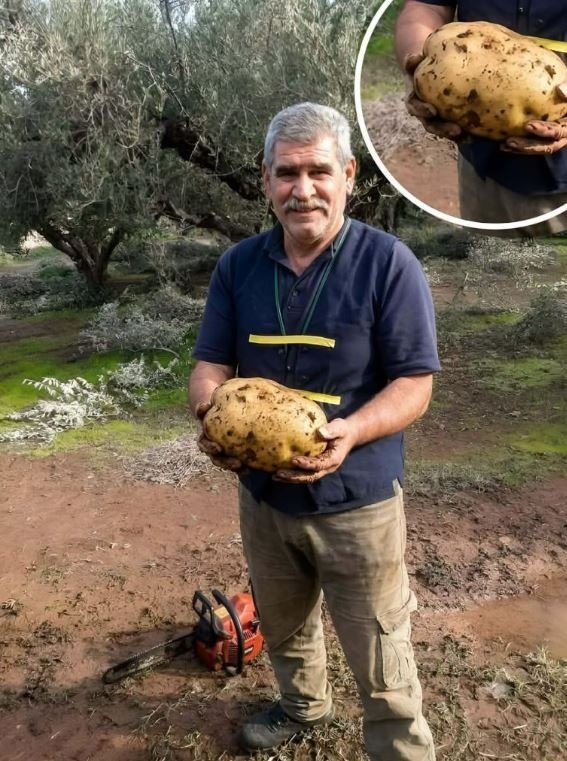 patata-gigas.jpg