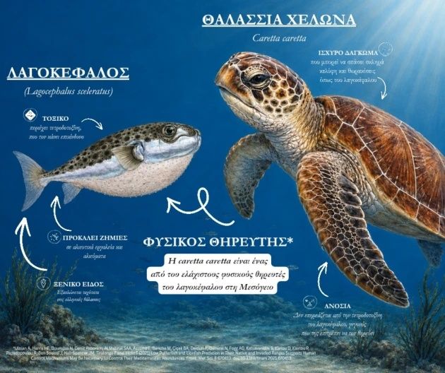 Μεσογειακός Σύνδεσμος για τη Σωτηρία των Θαλάσσιων Χελωνών