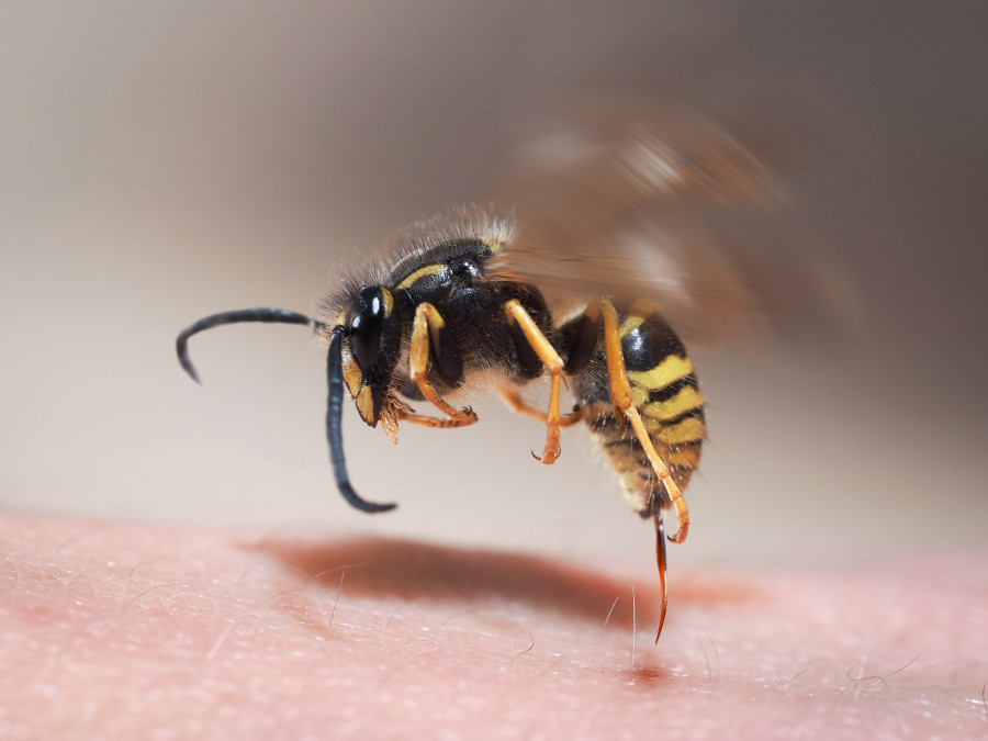 σφηκα τραβαει το κεντρι μετα απο τσιμπημα