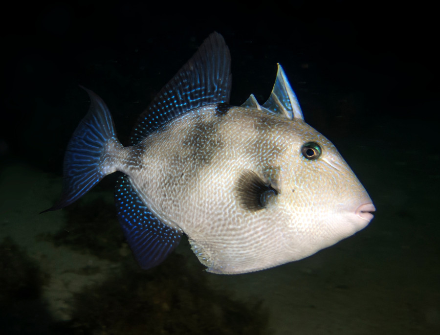 triggerfishcropped.jpg