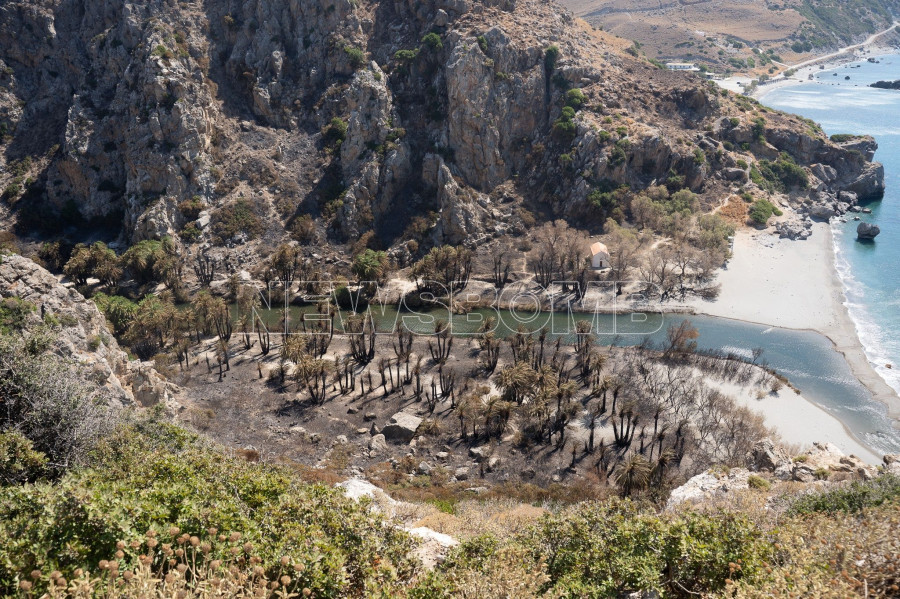Φοινικόδασος της Πρέβελης