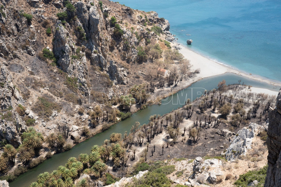 Φοινικόδασος της Πρέβελης