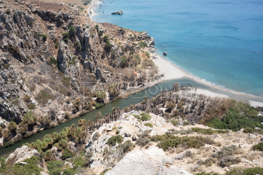 Φοινικόδασος της Πρέβελης