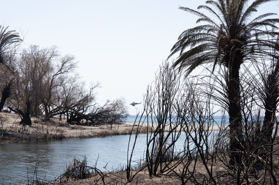 Φοινικόδασος της Πρέβελης