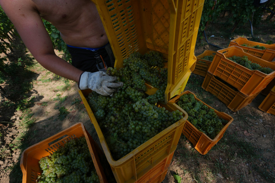Italy Early Wine Harvest