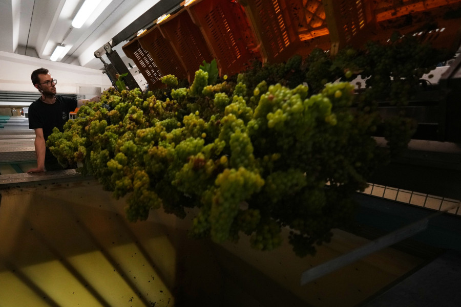 Italy Early Wine Harvest