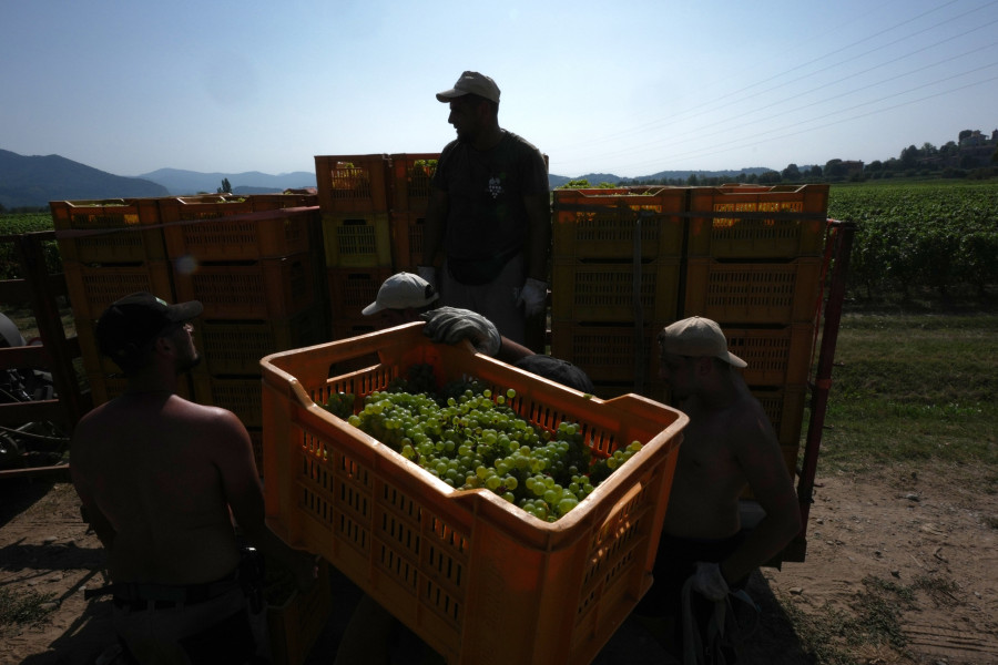 Italy Early Wine Harvest