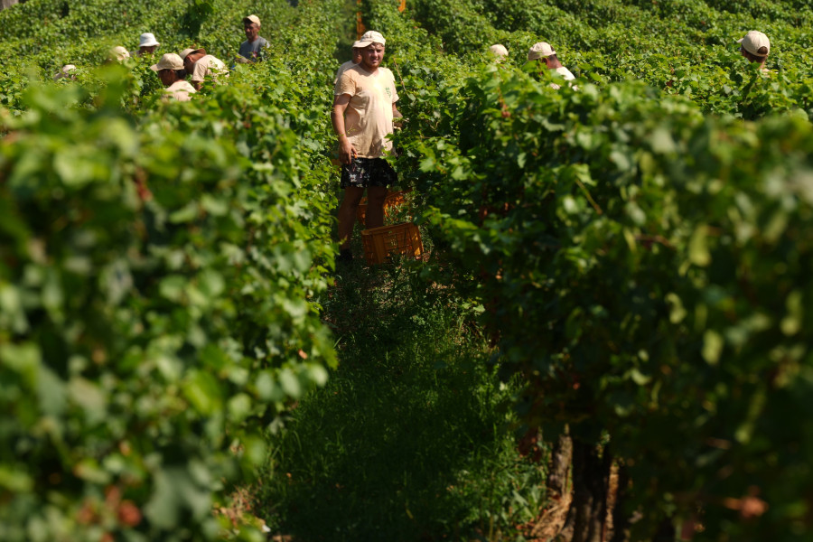 Italy Early Wine Harvest