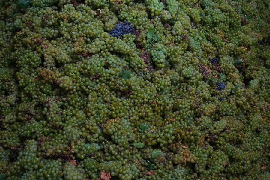 Italy Early Wine Harvest