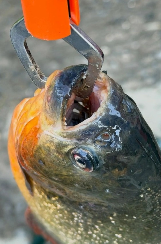 piranxas-2.jpg
