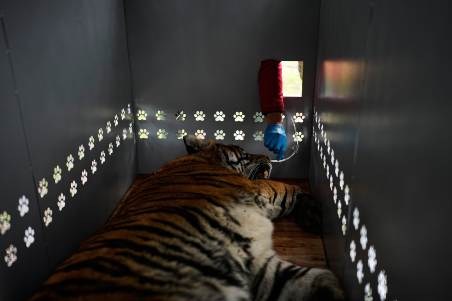 CORRECTION Argentina Big Cats