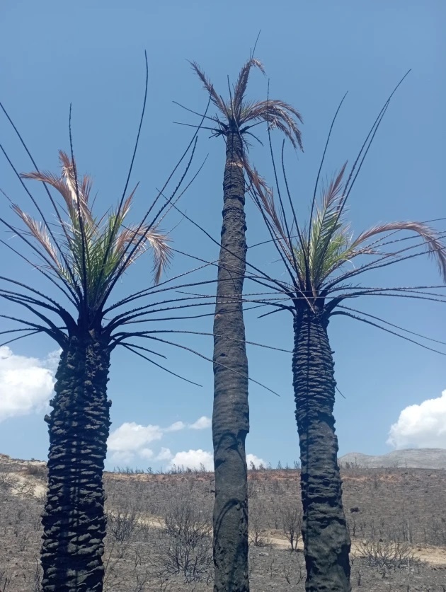 preveli1.jpg