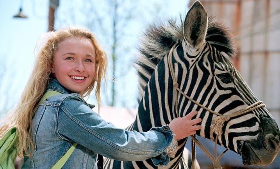 zebra.jpg