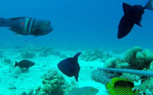 2-coris-aygula-640x400.webp